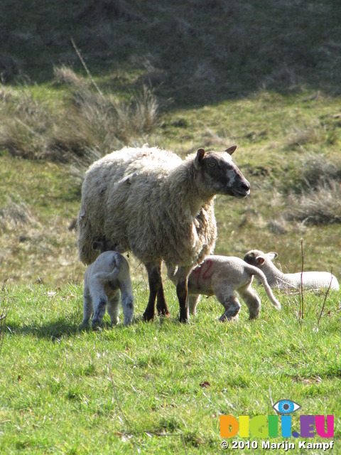 SX12835 Two little lambs drinking